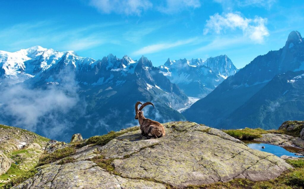 A goat sitting on top of a rock in the mountains.